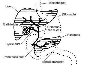 Biliary system